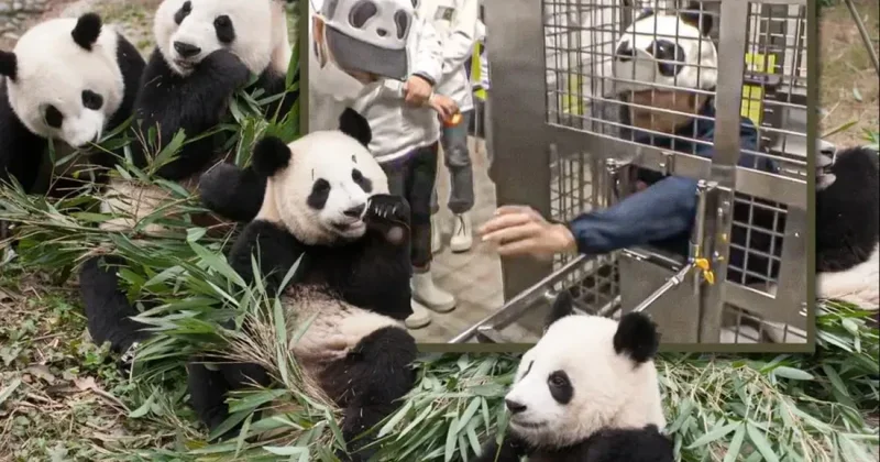 Жапонияда зообақ қызметкерлері аң костюмін киіп өнер көрсетті