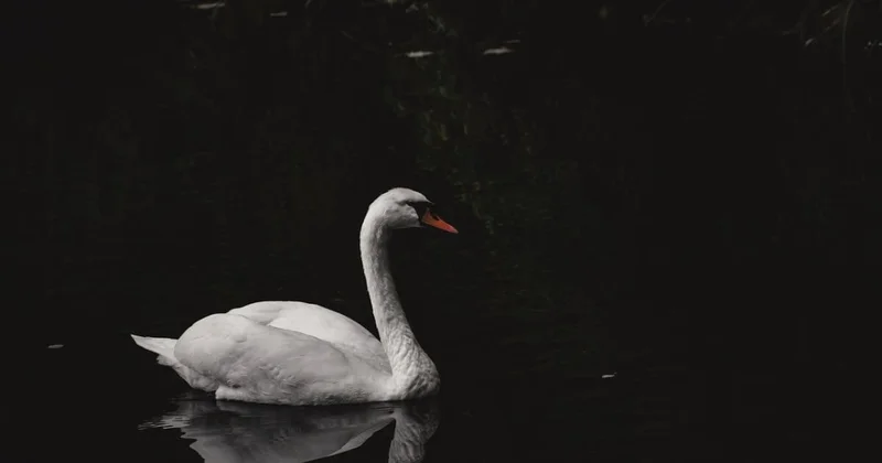 Мертвых лебедей обнаружили близ одного из сел в Мангистау (ВИДЕО)