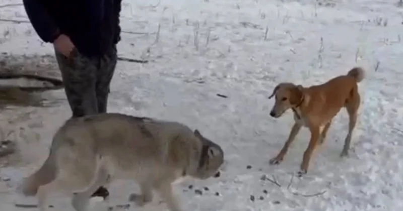 Қасқырды байлап қойған : Абай облысында желіде тараған видеоға қатысты полиция тексеру жүргізді