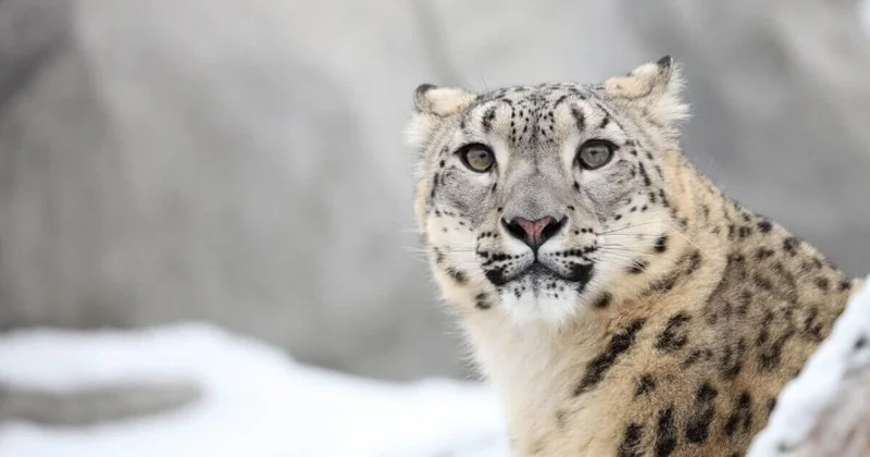 Редкий хищник с детенышами попал в фотоловушку в ВКО (ВИДЕО)