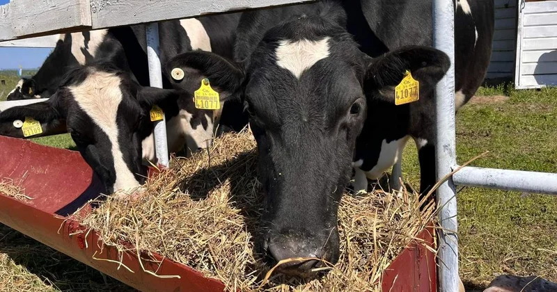 Мал шаруашылығын жүргізбеген кәсіпкерлерден жер қайтарып алынады Үкімет басшысы