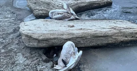 Туши мертвых лебедей обнаружили на побережье жители Актау