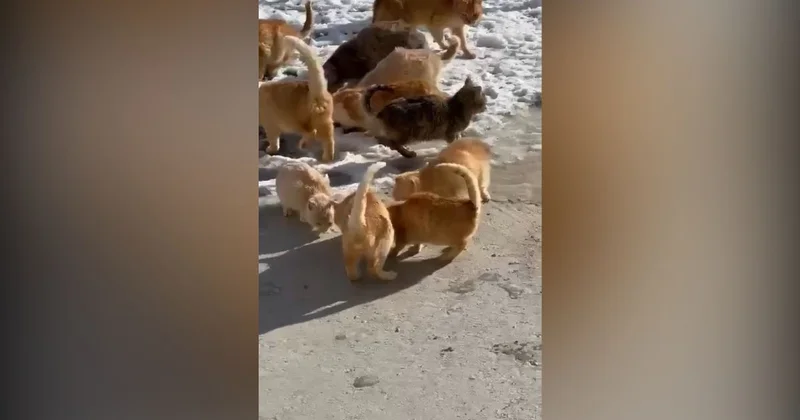 Волонтерлер тұрғындарды мысықтарды асырап алуға шақырды