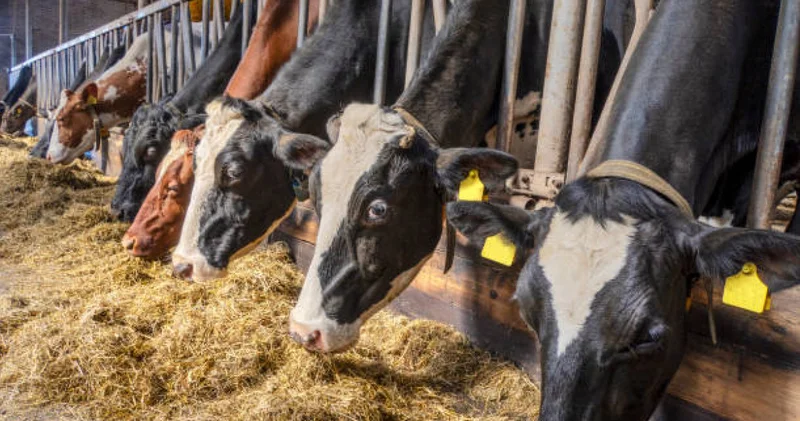 Жемшөп қорын даярлаудан бастап өнімді өңдеу, жеткізу, сату үдерісі біртұтас жүйе ретінде жолға қойылмаған Президент