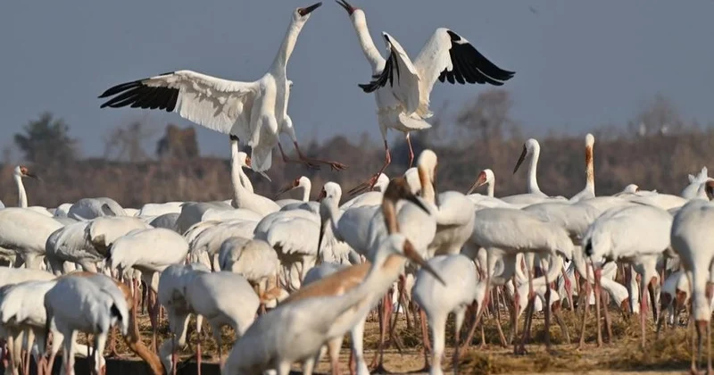 Сібірден ұшып келген ақ тырналар Қытайдың шығысында ерекше қорғауға алынды