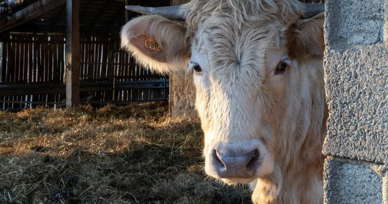 Вывоз скота запретили из ряда сел в Атырауской области