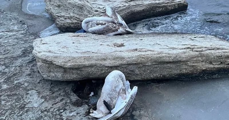 Маңғыстауда жағалаудан өлген аққулар табылды