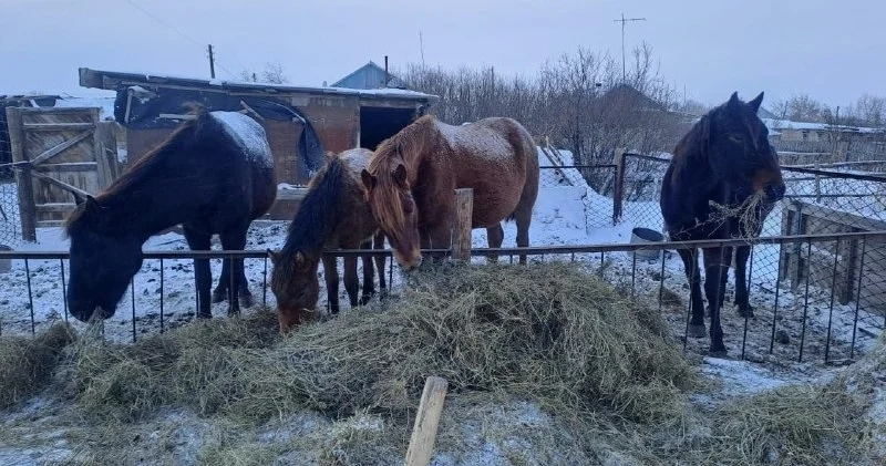 СҚО да бір айда малын қараусыз жіберген 114 адамға айыппұл салынды