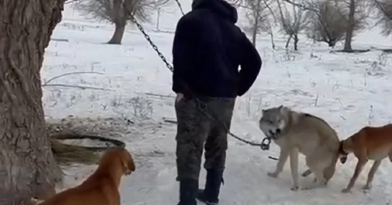 Информацию о волке на цепи проверили на востоке Казахстана