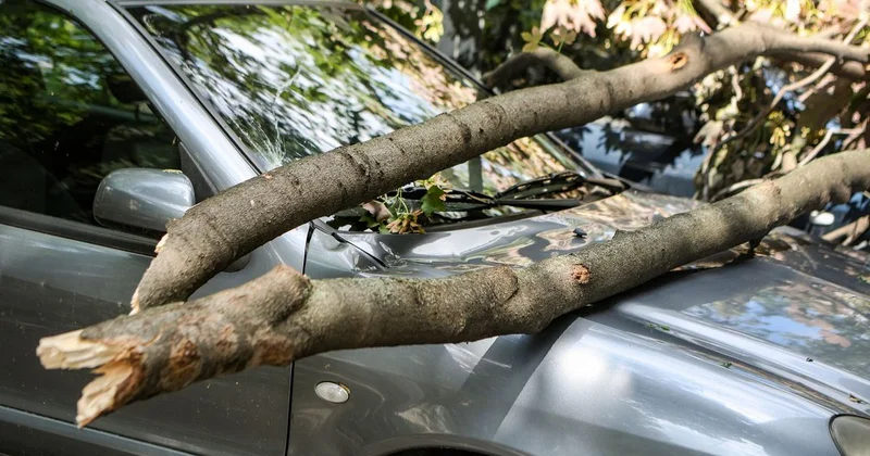 Дерево упало на автомобиль: талдыкорганцу выплатят деньги