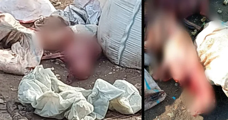 Массовое кладбище расчлененных животных обнаружили на мусорке в Алматы