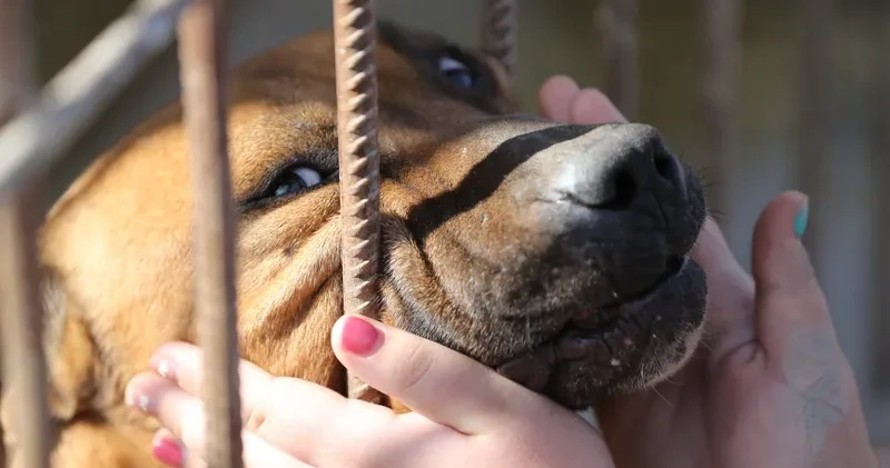 Алматыда жануарлардың өлекселері табылды полиция тексерісті бастады