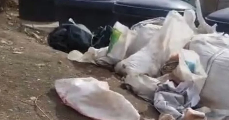 Обезображенные животные найдены на свалке в Алматы