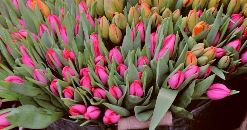 Праздник прошел денег нет: флористы заявили о неоплаченной работе в Алматы