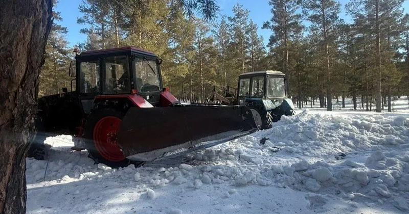 Биыл Ертіс орманында 14,5 млн қарағай көшеті отырғызылады