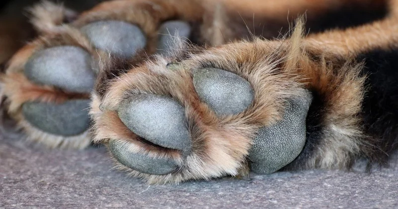 Обезображенные трупы собак обнаружили в одном из дворов в Алматы