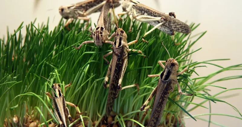 Борьба с саранчой: площадь обработок сократят в Казахстане в этом году