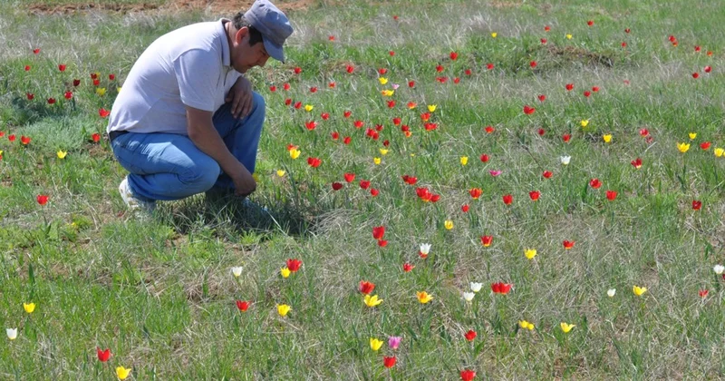 Жабайы қызғалдақтар қорғауды қажет етеді