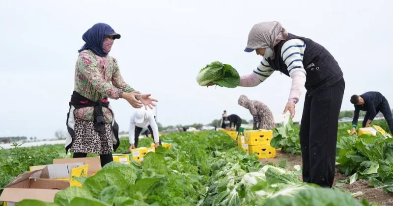 Түркістан облысының диқандары қырыққабаттың алғашқы өнімін жинай бастады