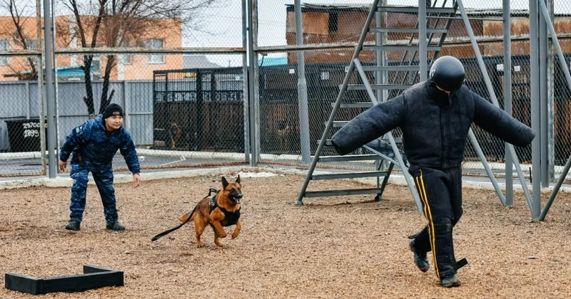 Қызылордада қызметтік иттердің көмегімен 83 қылмыс ашылды
