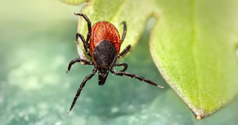 Конго Қырым қызбасы: Қауіпті вирустан қалай қорғануға болады?