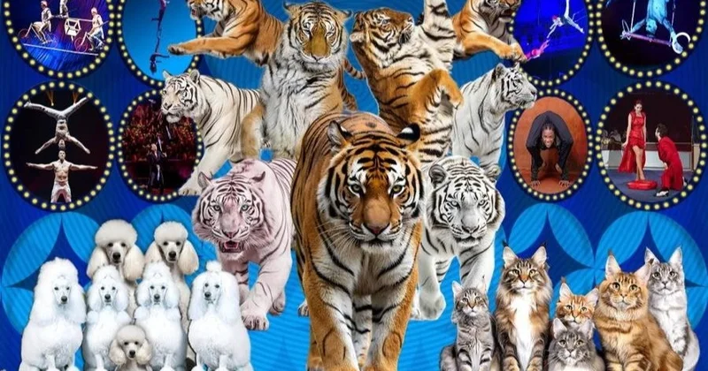 Моңғолияда 12 елдің цирк әртістері бас қосады