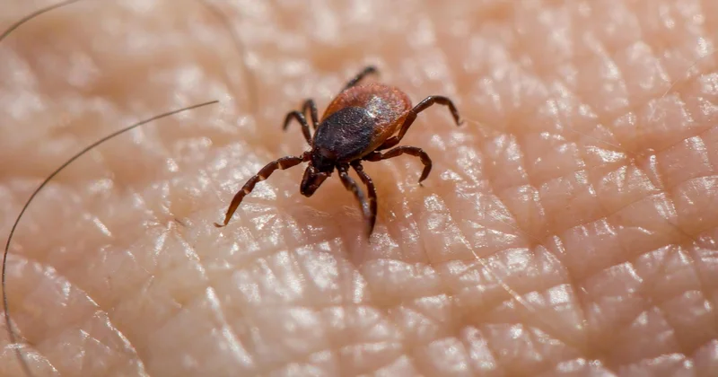 Еліміздің оңтүстік өңірі Конго Қырым геморрагиялық қызбасының табиғи ошағы болып қала береді