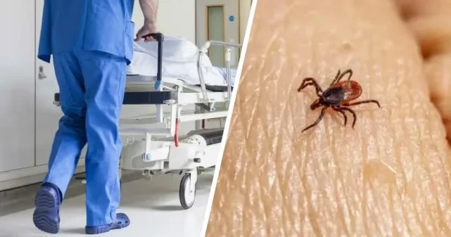 Конго Қырым қызбасы: алдын алу шаралары