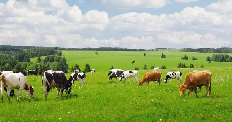 Ақтөбе облысы Қазақстанда жайылымдық жер көлемі бойынша бірінші орында