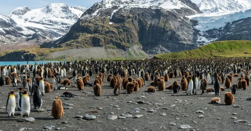 Император пингвині мен антарктикалық итбалық жойылып кету қаупі төнген түрлер санатына ауыстырылды
