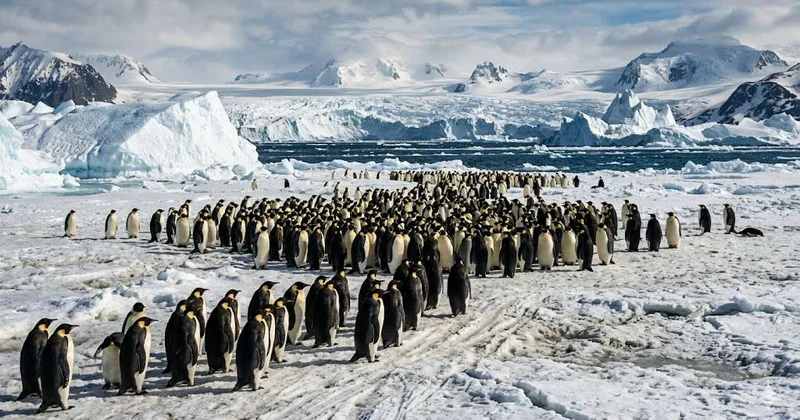 Императорским пингвинам Антарктиды грозит вымирание