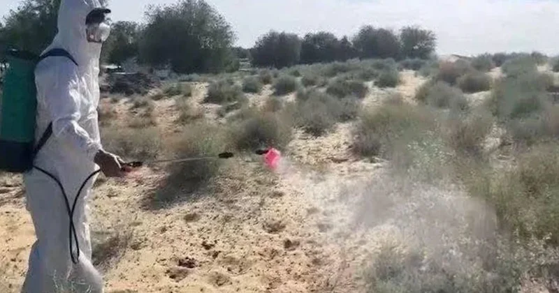 Атырауда шегірткеге қарсы улау жұмыстары жүргізілмек