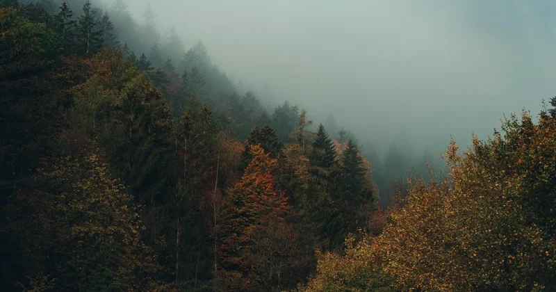 Туристка заблудилась в горах Алматы и просила о помощи