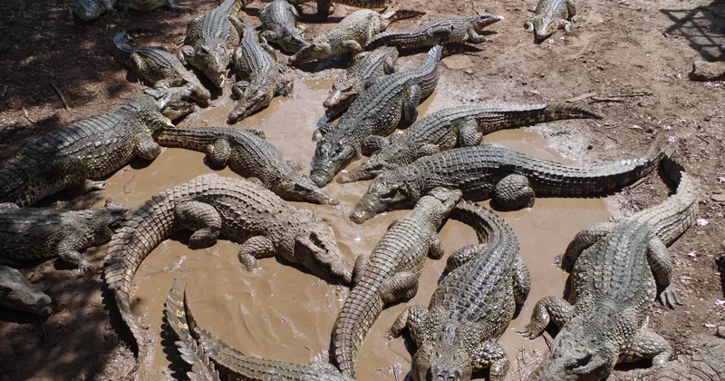 Охранять границу с помощью змей и крокодилов предлагают в Индии