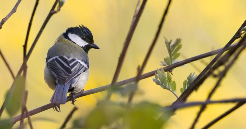 Погодные контрасты: что ждет Шымкент 11 апреля
