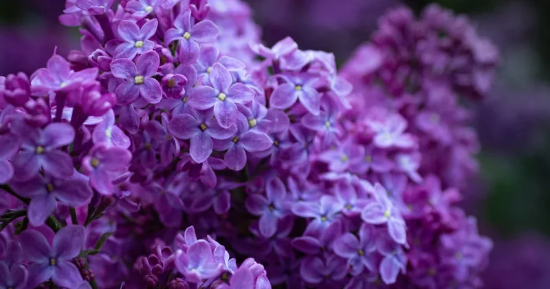 Казахстанцам грозит штраф до 216 тыс. тенге за срыв сирени