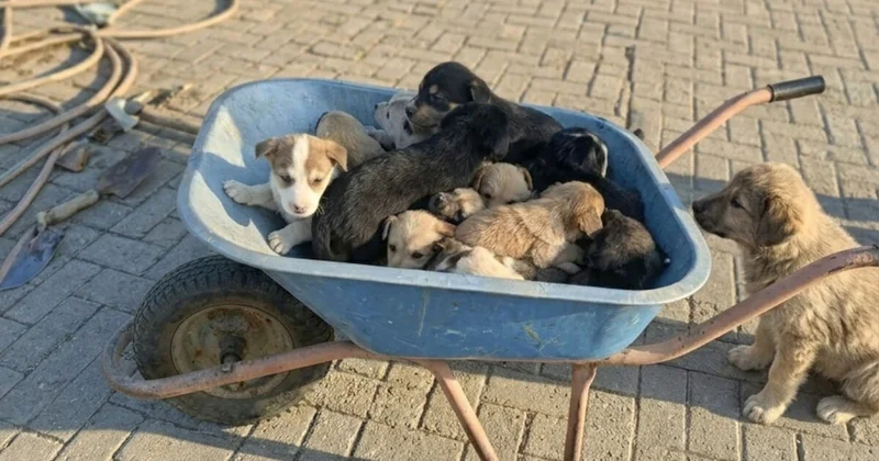 Реформа на тормозах