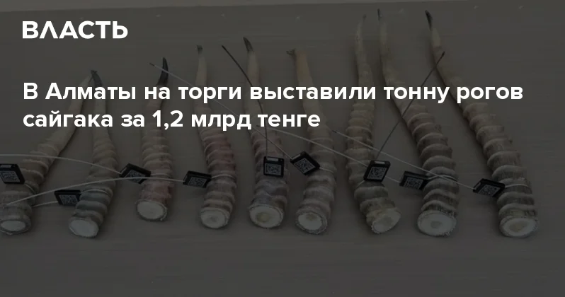 В Алматы на торги выставили тонну рогов сайгака за 1,2 млрд тенге Аналитический интернет журнал Власть