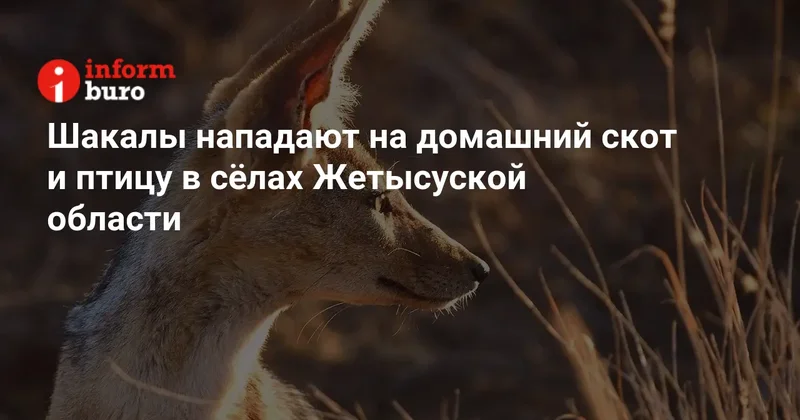 Шакалы нападают на домашний скот и птицу в сёлах Жетысуской области