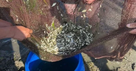 Более 237 тысяч сеголеток белого амура выпущено в реку Есиль