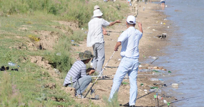 Жайықта көксерке көбейді