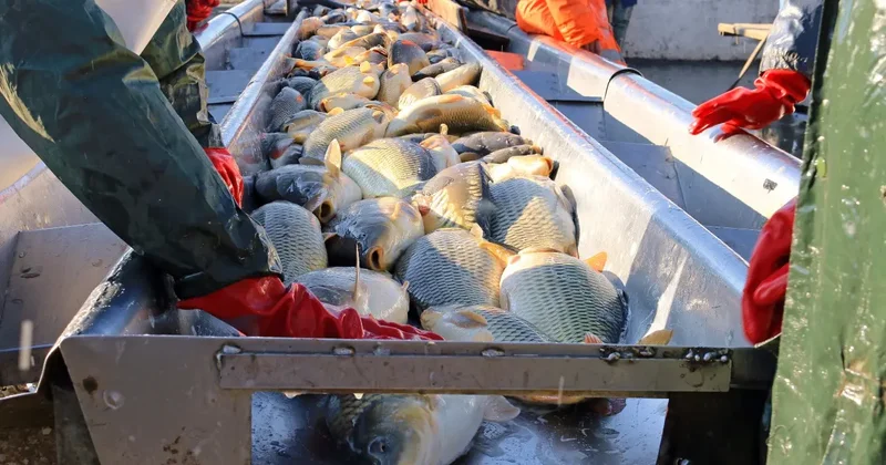 Рыбу на 254 млн тенге незаконно экспортировали в Европу: главу компании осудили в Кызылординской области