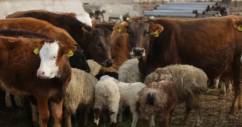 28 человек наказали за нарушения в ветеринарной сфере после проверки ВАП