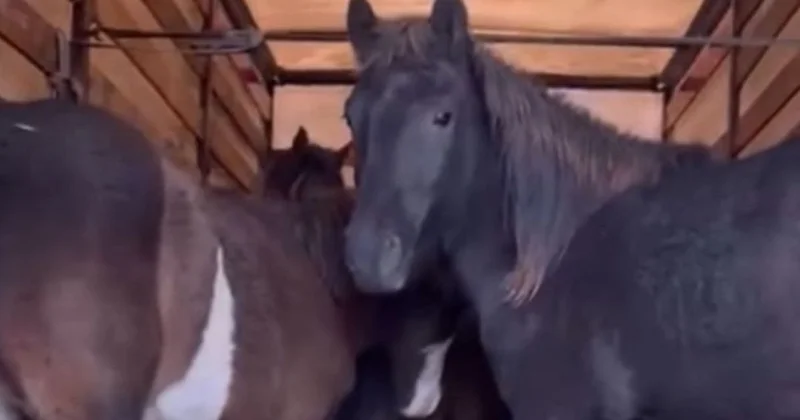 Казахстанский фермер узнал 27 похищенных лошадей по видео из чата