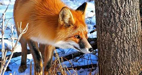 Лисы атакуют жителей Костанайской области