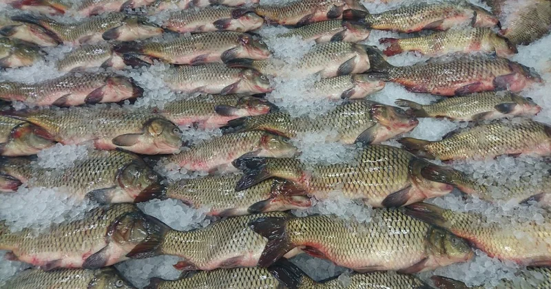 Рыбный скандал: филе судака оказались фиктивными в Кызылординской области