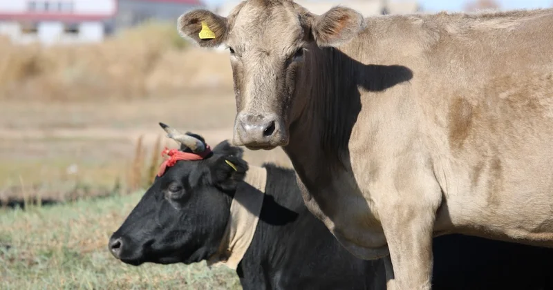 Акимат прокомментировал ситуацию с сибирской язвой в селе Алматинской области