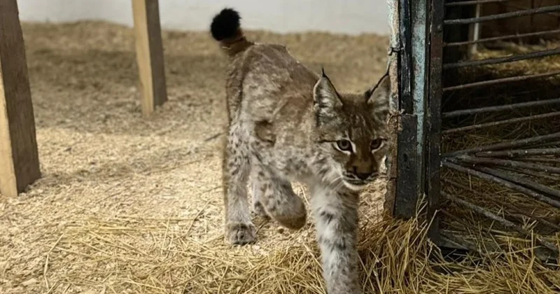 Детеныш рыси пришел к людям в Абайской области