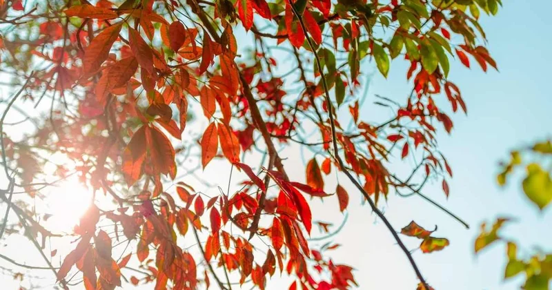 Теплая осенняя погода сохранится в Шымкенте