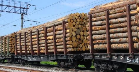 Ввести полугодовой запрет на вывоз древесины за пределы ЕАЭС планируют в Кыргызстане